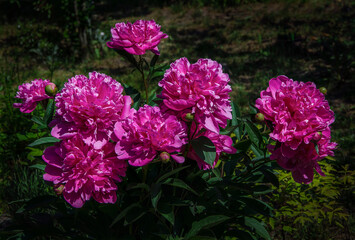 Pink double peonies, sunlit, blooming in the garden.