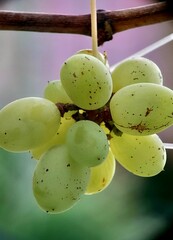 Green grapes ready to harvest