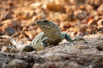 A solitary iguana rests on rocky terrain, its rough scales blending with the earthy background.