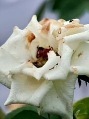Beautiful white rose