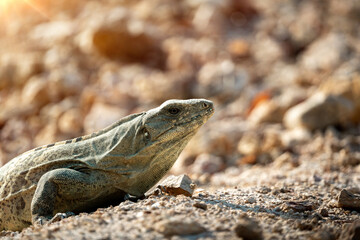 An iguana lies still on a sunlit patch of dry ground, its body stretched out as it absorbs the warmth