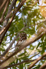A stunning owl with mottled brown and white feathers rests on a rustic branch, staring directly with mesmerizing yellow eyes. 