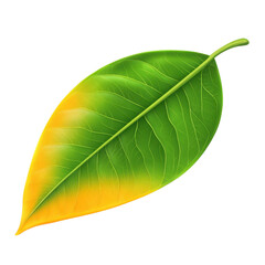 Fototapeta premium Vibrant mango leaf displaying lush green and yellow hues against a Transparent background, Mango leafisolated on PNG background