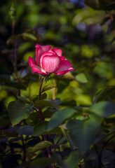 Unopened bright rose blooming in the garden.