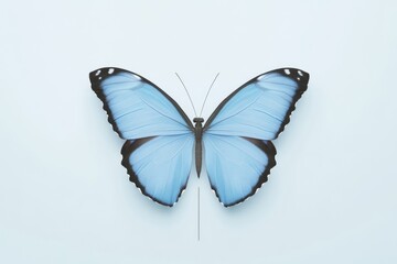 Obraz premium Light blue butterfly, delicate wings, serene pose
