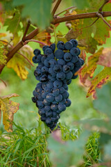 Old vineyard with the first colours of autumn with its ecologically cultivated grape bunch.