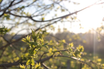 yellow leaves in spring