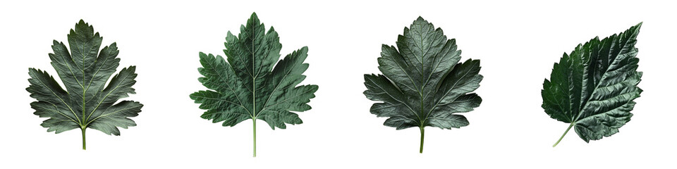 Four isolated green leaves with varied textures and unique venation patterns.