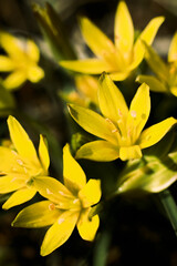 Fototapeta premium Gagea. Yellow flowers. Macro. Background.
