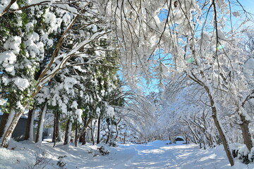 阿賀町の雪景色（新潟県）