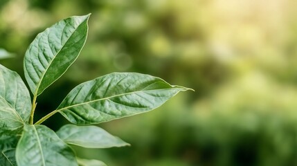 Green Leaves Nature Organic Fresh