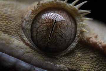 Gecko eye 
