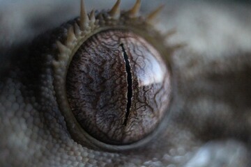 close up of an gecko eye
