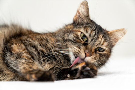 Adorable domestic cat grooming Itself, Fluffy pet cat cleaning fur. Cute feline hygiene and self care. Perfect for pet care, animal lovers, cat behavior content. pet ownership, pet friendship concept.