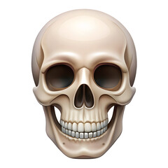 Obraz premium Human Skull PNG – Transparent Cutout Isolated Bone Anatomy