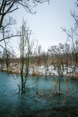 A blue frozen lake with trees and orange reeds growing next to it