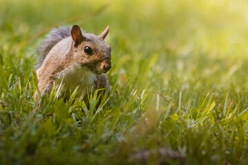 squirrel in the grass