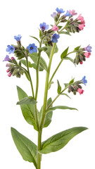 Blue and White Flowers PNG – Transparent Cutout Floral Image