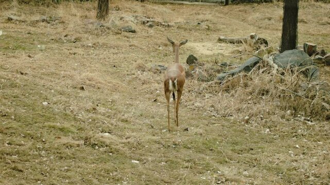 Gerenuk Walking The Listening
