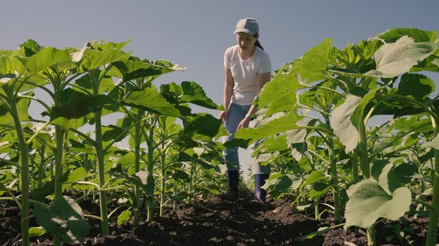 farmer touches green leaf sunflower, farmer walks rubber boots along rows crops farm, agriculture, beauty earth, background ripening fresh sunflower field, sapling, beautiful landscape, green