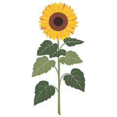 Vector illustration of a sunflower��