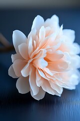 Delicate peach-colored dahlia flower with layered petals in soft focus against dark blue background, creating dreamy romantic mood for wedding and floral designs.