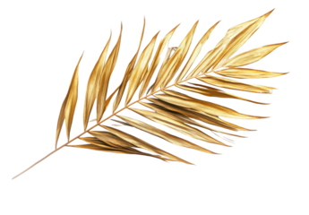 Dried palm leaf isolated on a white background, top view. Palm tree branch with golden leaves, png
