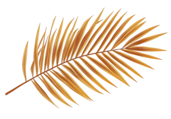 Dried palm leaf isolated on a white background, top view. Palm tree branch with golden leaves, png