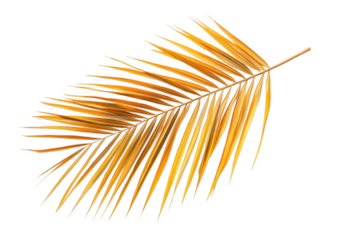 Dried palm leaf isolated on a white background, top view. Palm tree branch with golden leaves, png