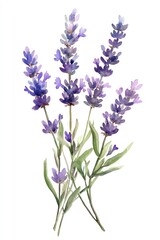 Naklejka premium A Watercolor Painting Depicting a Bunch of Purple Lavender Flowers