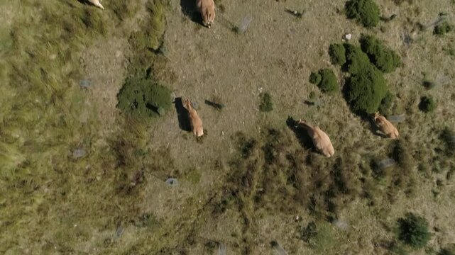 Vacas en monta&ntilde;a asturias
