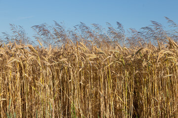 rural landscape with pattern of ripe corn and blue sky background