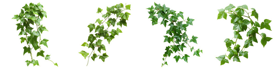 Four ivy branches with varying foliage density and leaf shapes cascading down as a set