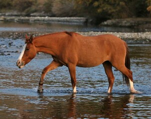 Wild Horse in River at Sunrise