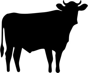 black and white cow