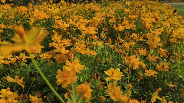 Footage 4k, high angle. Cosmos or Mexican Aster. Bright yellow flowers, a tropical. Morning sunlight and real tim quality video