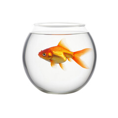  Goldfish in Bowl with Plants | Round Aquarium Isolated on White