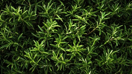 Fresh organic rosemary background, a natural herb texture ideal for culinary or eco design themes PNG.