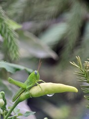 grasshopper on a leaf