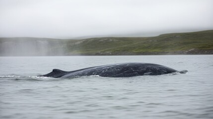 Fototapeta premium Gray Whale swimming in misty coastal waters