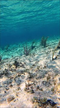 Serene Underwater Scene with Crystal Clear Blue Water and Swaying Sea Fans in Cozumel, Mexico in the Caribbean Sea