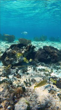 School of Yellow Grunts and Trumpet Fish Swimming Around Coral Formation in the Sandy Ocean bottom of the Caribbean