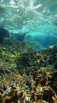 Vibrant Underwater Coral Reef Scene with Sergeant Major Fish and Chubs Swimming Near Surface