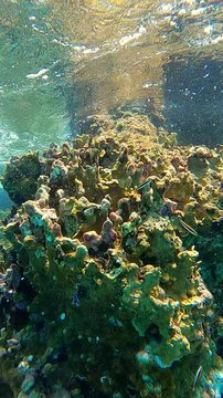 Close-Up of Coral Reef Featuring Bluehead Wrasse and Juvenile Clown Wrasse in Cozumel