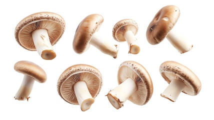 Fototapeta premium Brown Mushrooms Isolated | Raw Edible Fungi for Cooking and Recipes