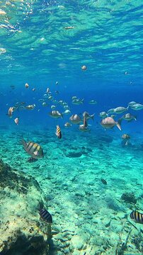 School of Sergeant Majors and Chubs in Deep Water Over a Lush Coral Reef in Cozumel