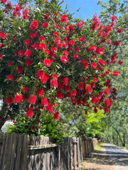 Vibrant Red Flowers Bloom on Trees Alongside a Peaceful Pathway in Early Summer, Creating a Picturesque Outdoor Setting