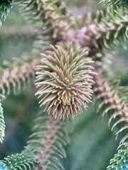 close up of a cactus