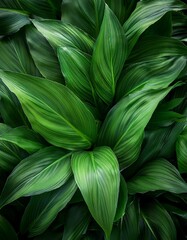 Lush Green Tropical Leaves