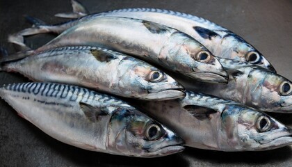 Fresh Mackerel Catch